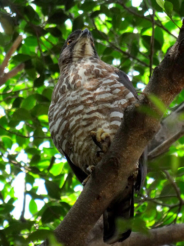 鳳頭蒼鷹/無限台南