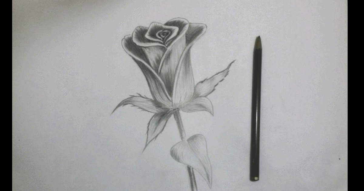 Gambar Bunga Mawar Dengan Pensil : Bunga mawar merupakan salah satu