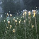 Impresionantes Bruce Munro Instalaciones LED iluminan los jardines de Longwood (20) Impresionantes Bruce Munro Instalaciones LED iluminan los jardines de Longwood (20) Cortesía de Bruce Munro