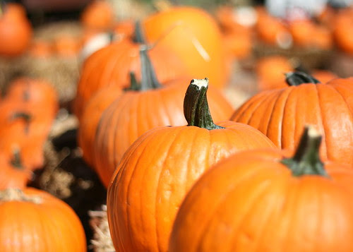 The Pumpkin Patch