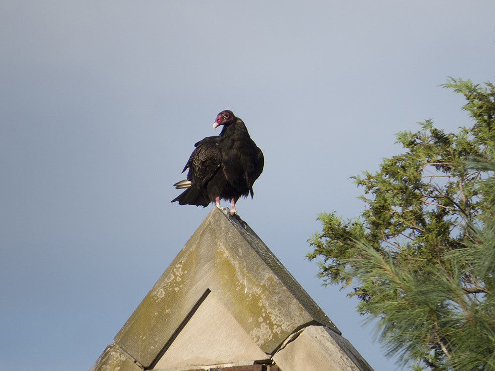 TurkeyVulture