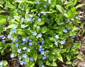 Omphalodes_verna_'Creeping_forget-me-not'_(Boraginaceae)_plant