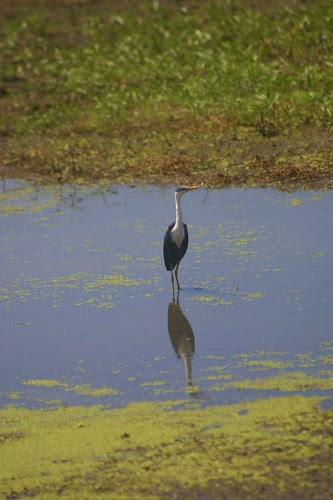 Pied egret at Fogg Dam