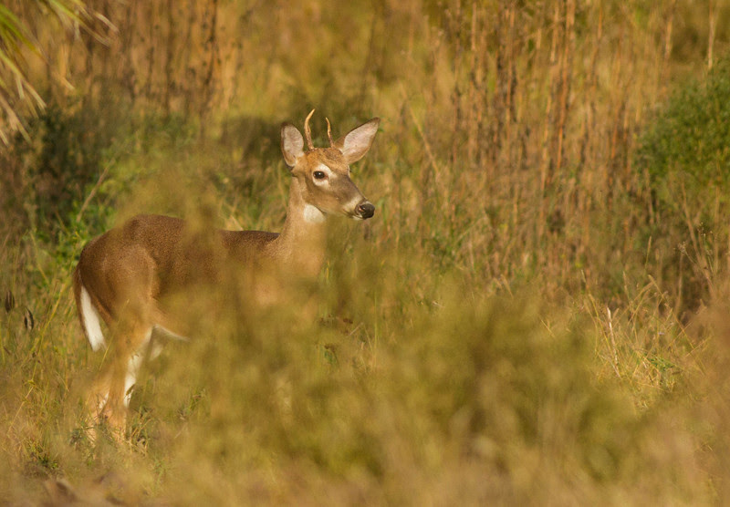 Photo & Video Sharing by SmugMug Photo & Video Sharing by SmugMug