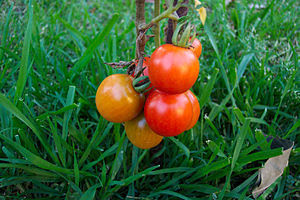 Kagome started as a tomato grower, and its mai...