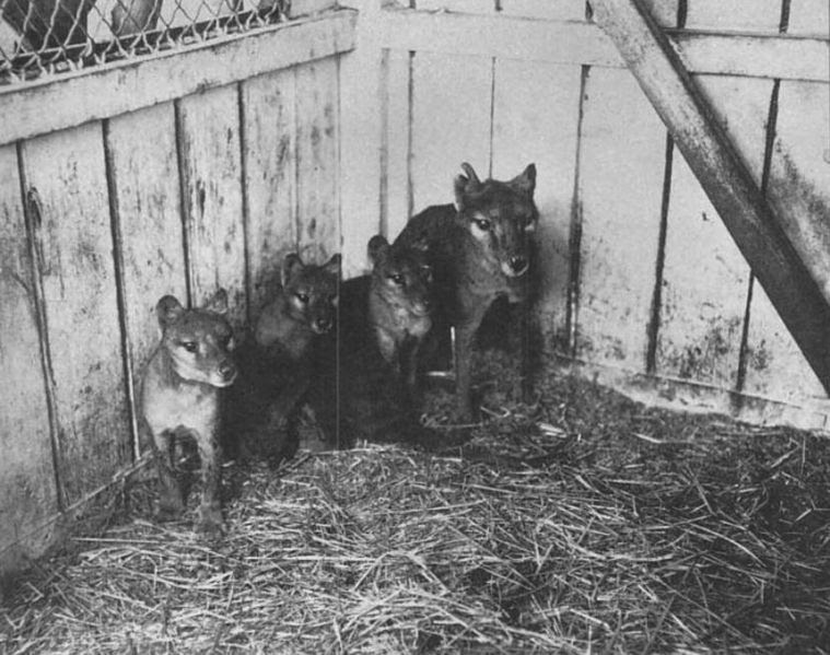 File:Thylacine cubs.jpg