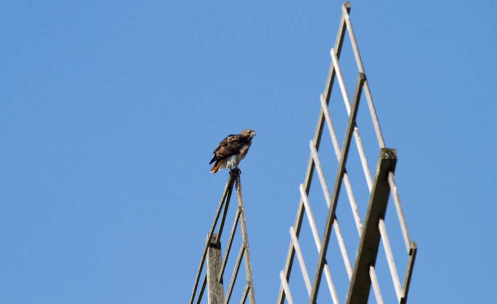 Windmill Hawk