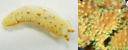 Turbinaria-Slug