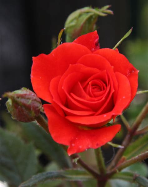 Bunga Mawar Warnanya Merah Bunga Melati Warnanya Putih