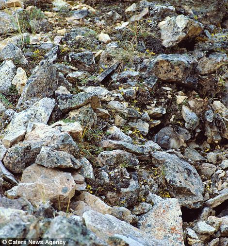 An American Pika performing a vanishing act in the Cascade Range of Washington