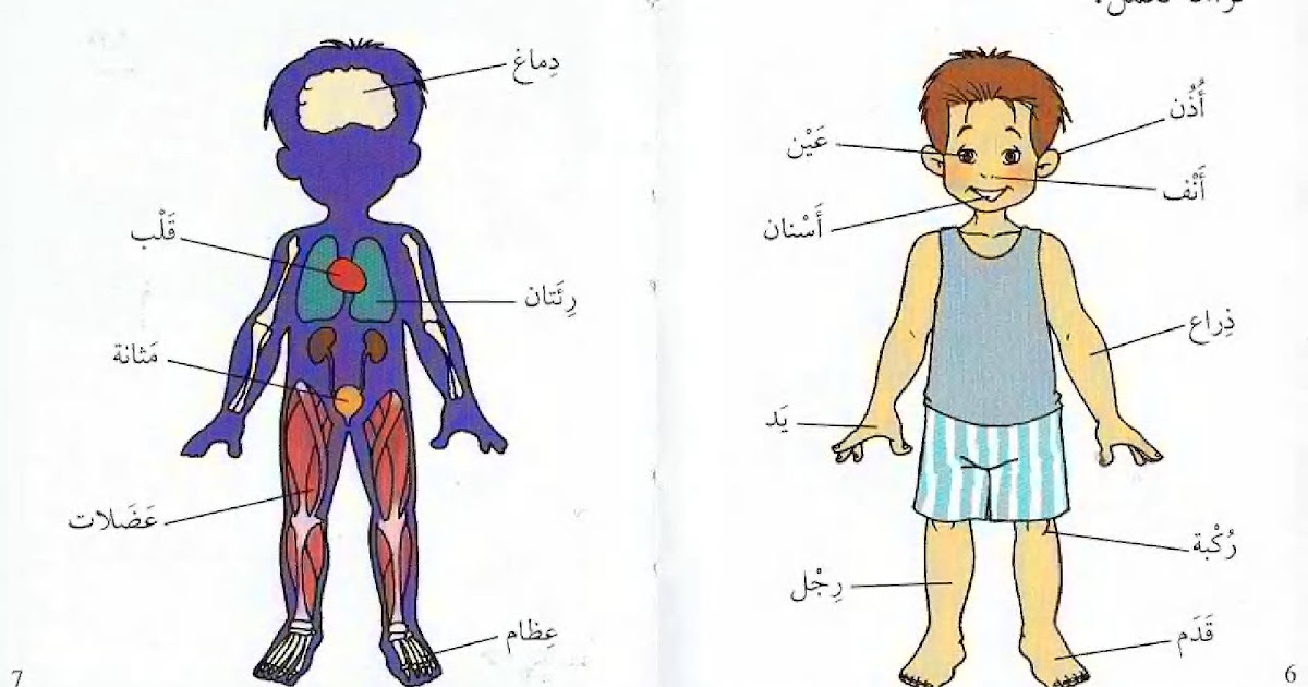 رسم تخطيطي لاعضاء الجسمة