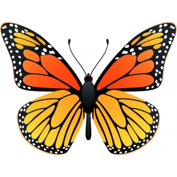 Comment Dessiner Un Papillon Monarque Dernier L