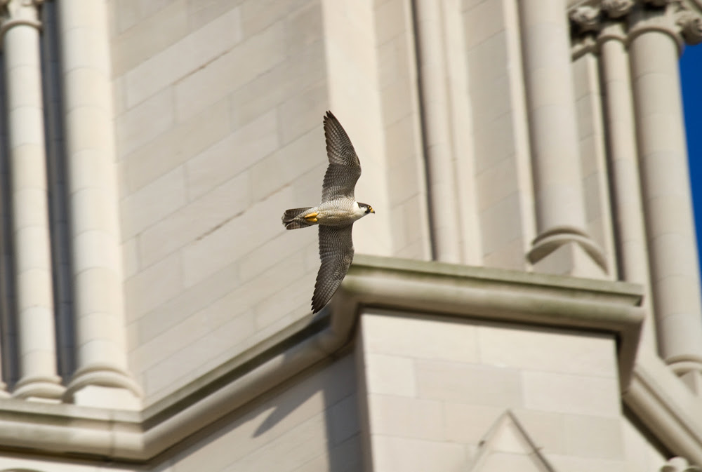 PeregrineScrape