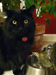 Huggy Bear watching Maggie drink
