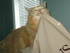 Jasper biting plastic