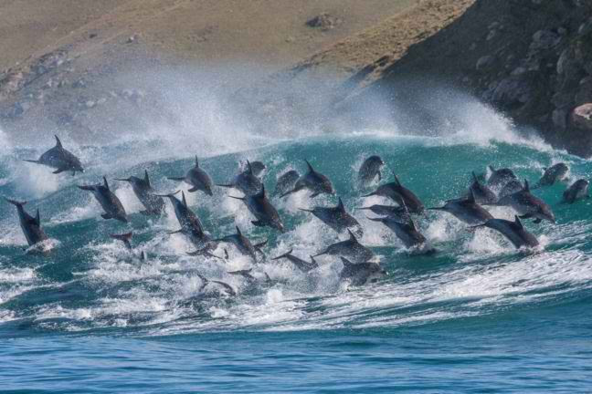 Perierga.gr - Σμήνος δελφινιών σε εντυπωσιακά στιγμιότυπα!