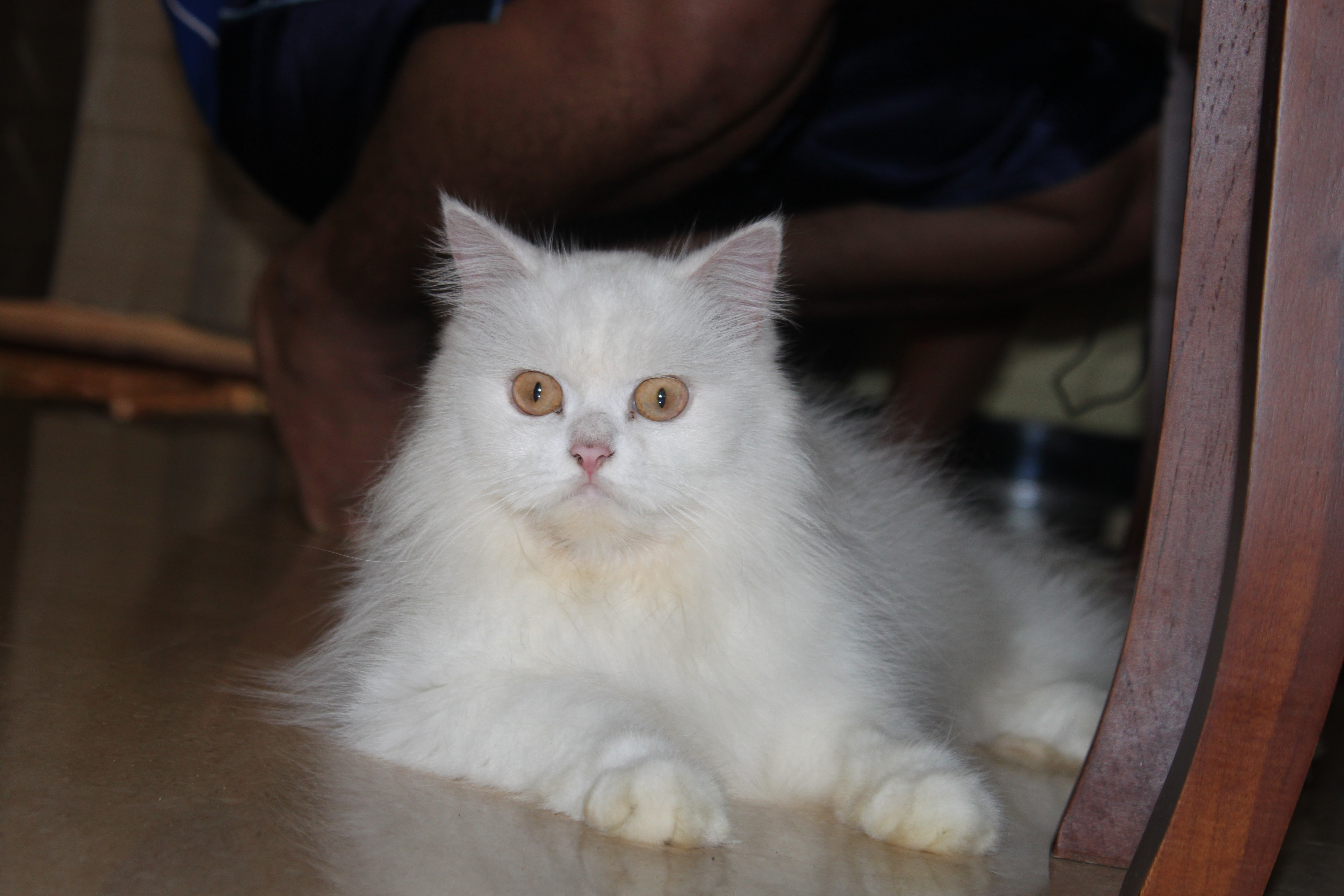 Top Wallpaper Kucing Putih Lucu | Bedebas