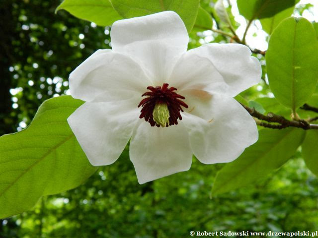 Magnolia Wilsona