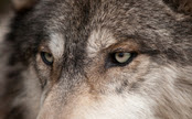Animal Rights Groups Unite to Get Wolves the Protection They Need