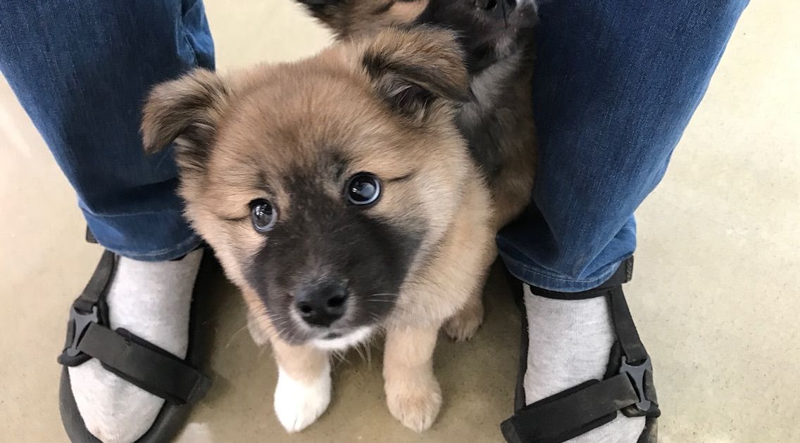 成 犬 に なっ て も かわいい 犬 englsheg