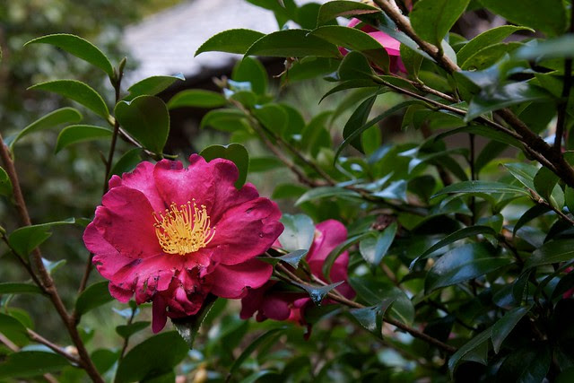 camellia