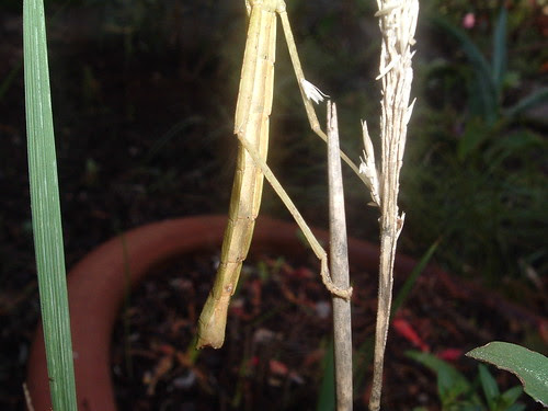 DSCF0966