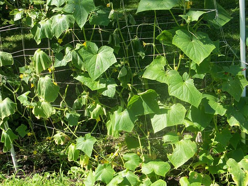 wall of green