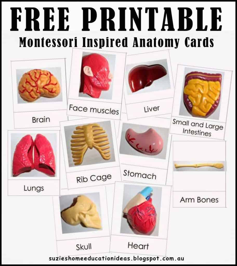 Anatomy Charts For Sale