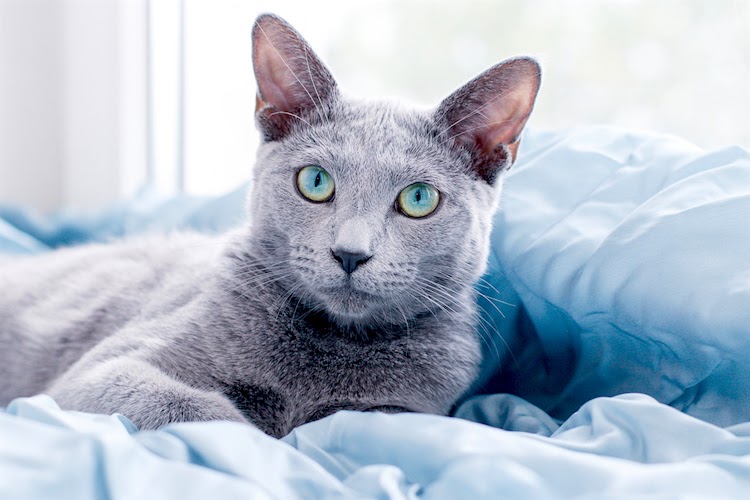 Denver, CO - Russian Blue. Meet Long Hair a Cat for Adoption. - wide 7