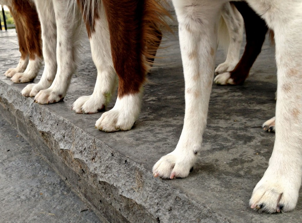 The Teacher s Pets Cutting Your Dog s Nails How Important Is It 