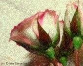 Touched by Scarlet White Rose Fine Art Photograph Pink Brown Green Mosaic Stained Glass