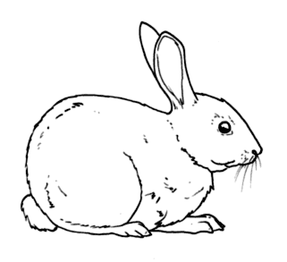 Disegni Da Colorare Animali Selvaggi Coloratutto Website