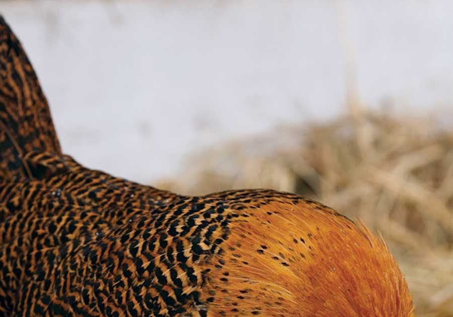 Best Backyard Egg Laying Chickens - Best Chicken Breeds for Eggs (with