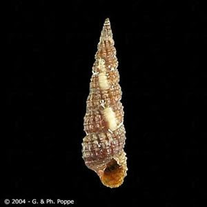 Bittium reticulatum,