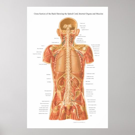 Anatomy Of Back Organs / Anatomy | Animal & Food Sciences / Organs back