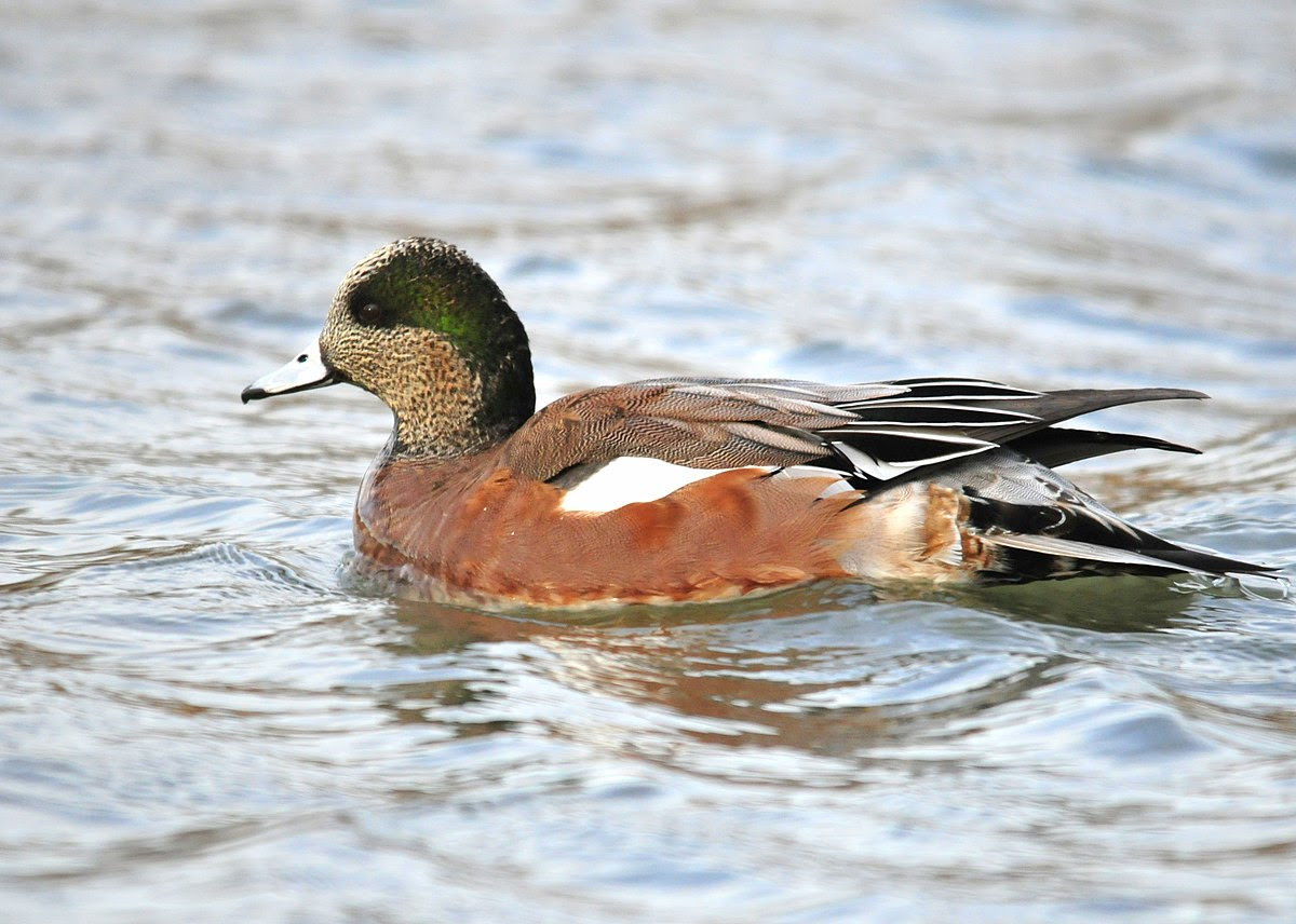 South Carolina: Highly pathogenic Eurasian H5 avian influenza confirmed in wild American wigeon - Outbreak News Today