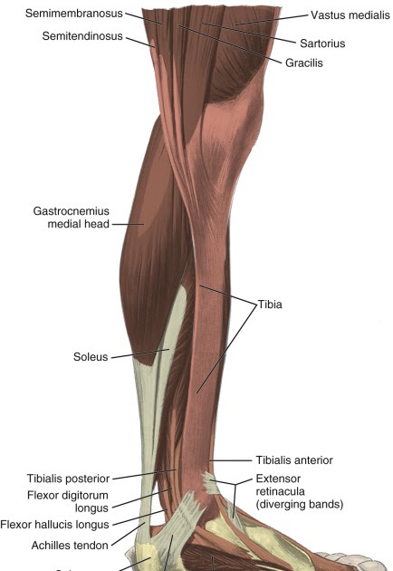 Upper Leg Tendon Anatomy : Anatomy Of The Peroneal Muscles In The Lower