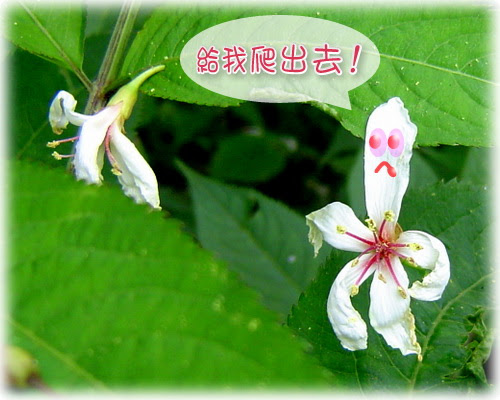 無限台南/油桐花