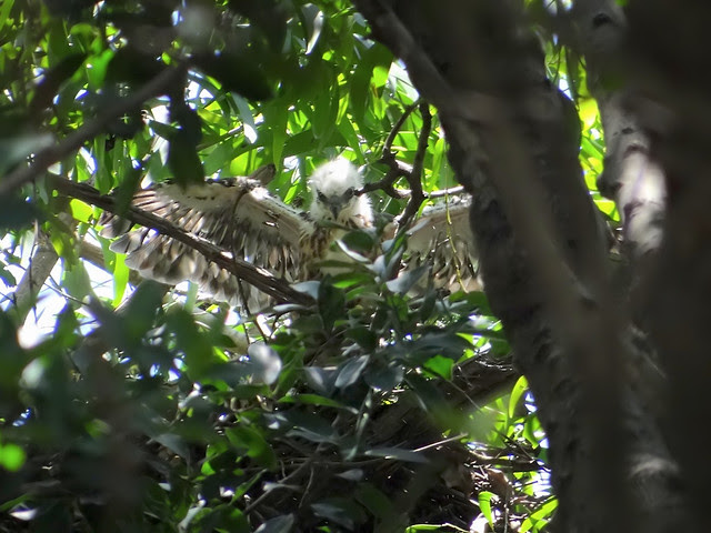 鳳頭蒼鷹/無限台南