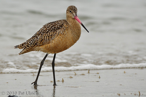 Marbled godwit at Pillar Point (2of2)