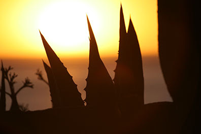 Aloe