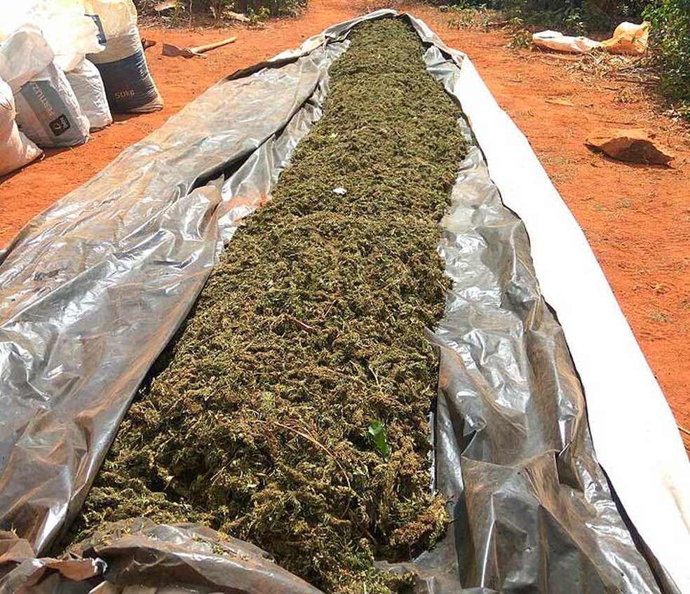 Mais de uma tonelada de maconha em processo de secagem foi erradicada em Canarana, no norte da Bahia (Foto: Divulgação/ Cipe Semiárido)