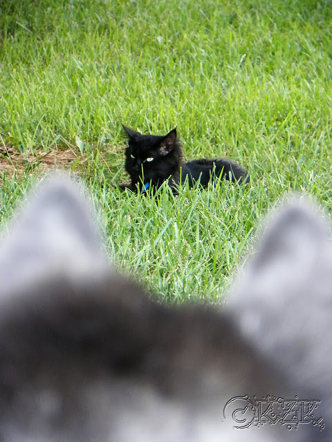DSCN2127 Dave & Fluffy Black Cat