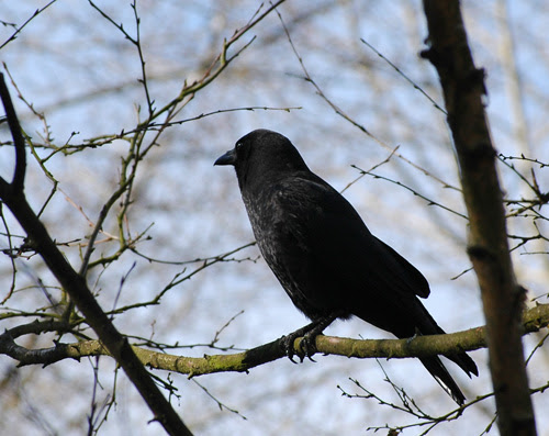 crow