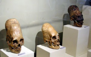 DNA de crânios alongados