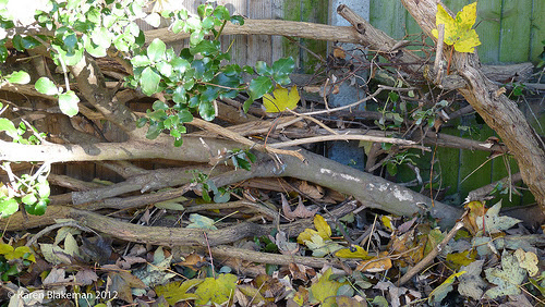 Logs and branches