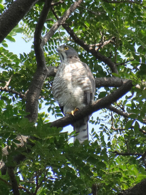 鳳頭蒼鷹/無限台南