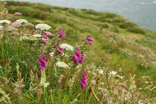 Wildflowers at Tintagel