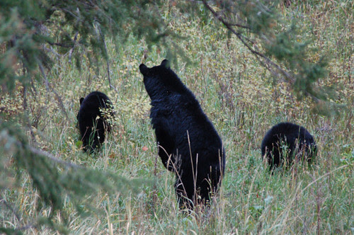 Black_Bear