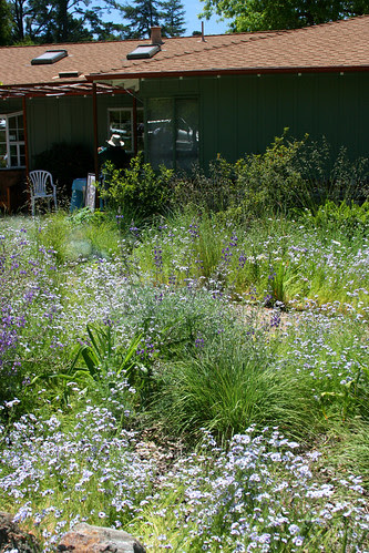 wildflowers